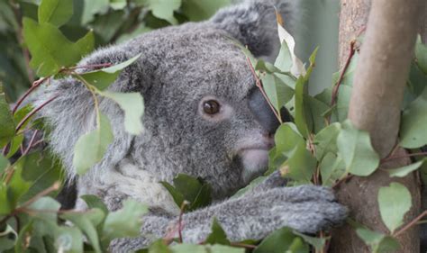 Koala bear extinction: Sexually transmitted disease threatens ...