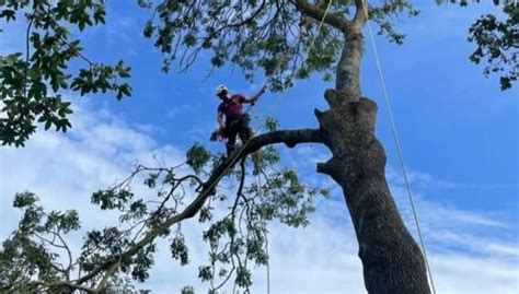 Tree Surgeons In Kent And Local Area Broadleaf Tree Surgery