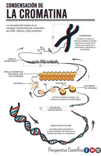 Condensación de la Cromatina Perspectiva Científica uDocz