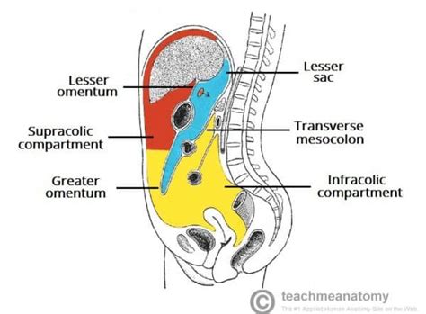 The Peritoneal Cavity - Greater Sac - Lesser Sac - TeachMeAnatomy