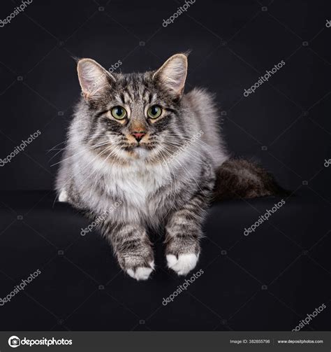 Grey Tabby Norwegian Forest Cat