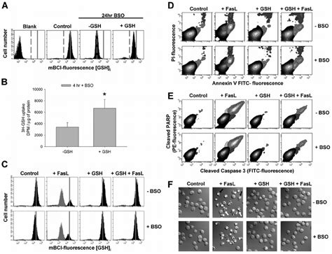 High Extracellular GSH Protects Against FasL Induced GSH Depletion And