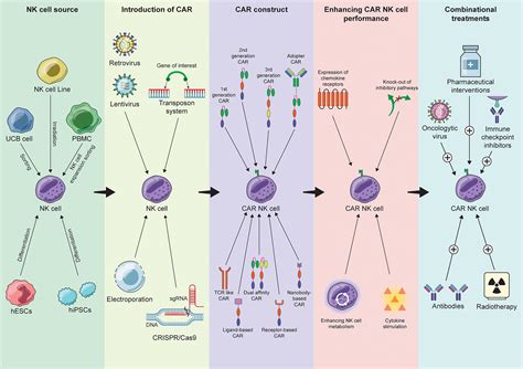 Frontiers Engineered Nk Cells Against Cancer And Their Potential