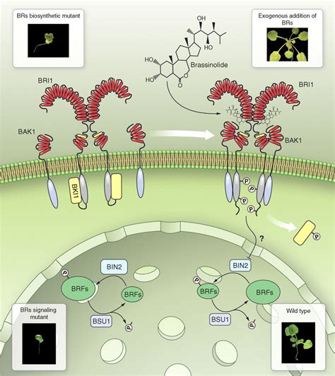 Brassinosteroid Signaling A Paradigm For Steroid Hormone Signaling