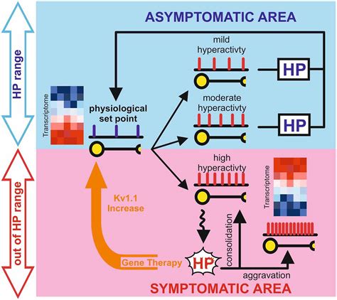 Frontiers Homeostatic Plasticity In Epilepsy