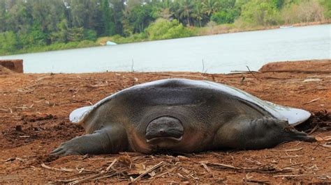 The elusive Asian giant softshell turtle frequently swims out into the ...