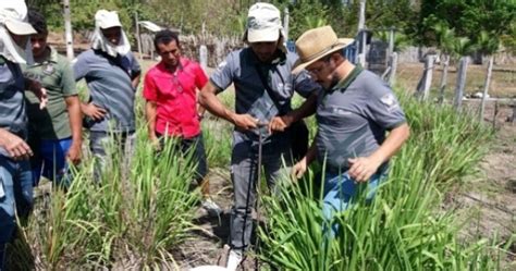 Senar Maranh O Capacita Produtores No Programa Abc Cerrado