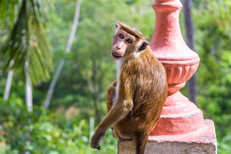 El mono está en el templo budista antiguo en mulkirigala sri lanka