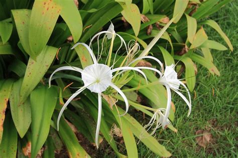 Australian Grow Guide Spider Lily Hymenocallis Ultimate Backyard