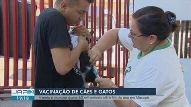 Jornal Do Amap Edi O Campanha De Vacina O Em C Es E Gatos