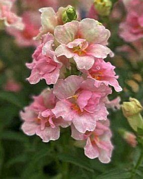 Eenjarig Antirrhinum Majus Appleblossom Kwekerij Margriet