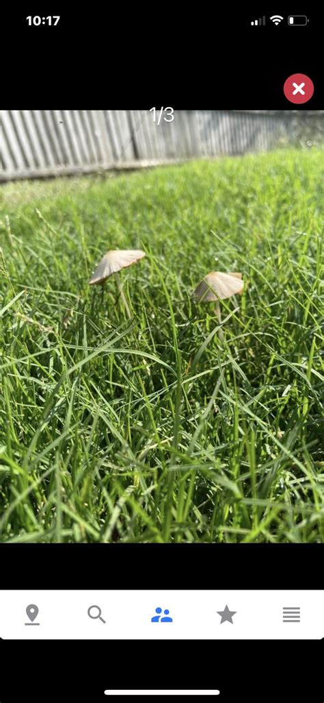 Does Anyone Know What Kind Of Mushroom This Is I Recently Had Bermuda Grass Sod Put Down And