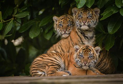 The 12-week-old Sumatran Tiger Cubs, at Chester Zoo, were recently ...