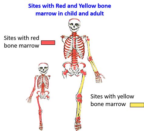 Classification of Bones – Anatomy QA