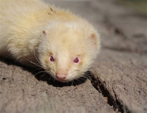 Albino Ferrets: Get All The Facts About Them Here!