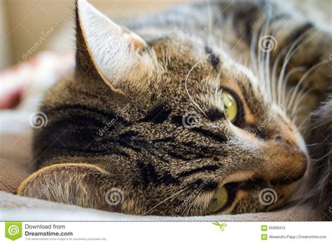 Sleepy Tabby Cat Stock Image Image Of Tabby Heating 65998315