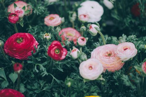 Gratis Billeder Blomst Kronblad Blomster Rose Rød Botanik