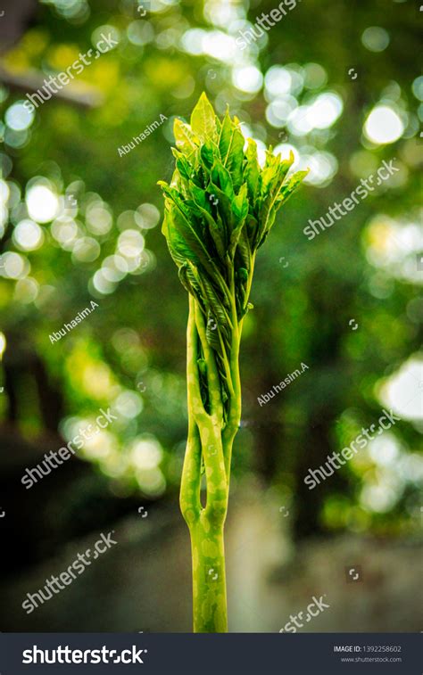 2,889 Beautiful Yam Plant Nature Royalty-Free Images, Stock Photos & Pictures | Shutterstock