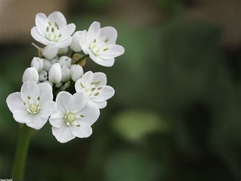 Allium Neapolitanum Ail De Naples G Nial V G Tal