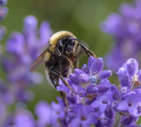 Biene Nektar Pollen Kostenloses Foto Auf Pixabay Pixabay