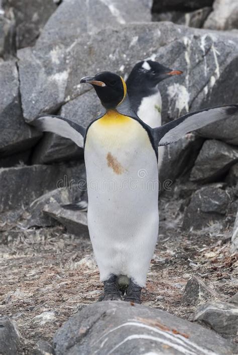 Emperor Penguin Aptenodytes Forsteri In Port Lockroy Stock Image