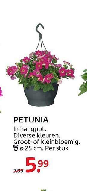 Petunia Aanbieding Bij Praxis Folders Nl