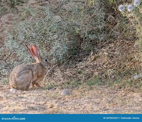 A Rabbit stock image. Image of fauna, adorable, wildlife - 287065325