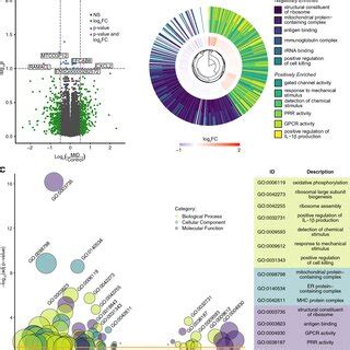 Positive Enrichment Of Mitochondrial Nk Cell And T Cell Gene Sets In