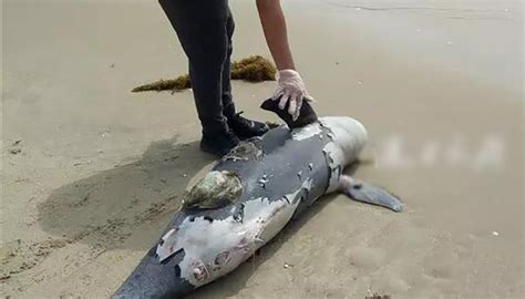 近年各地频现死亡中华白海豚 广东湛江10个月发现3条界面新闻 · 中国