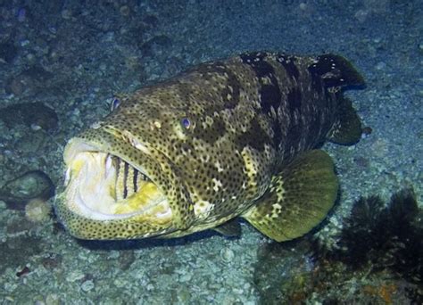 Grouper - Alchetron, The Free Social Encyclopedia