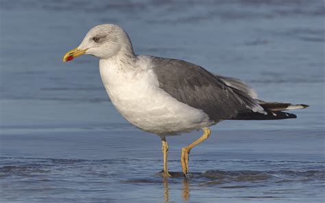 Lesser Black-backed Gull | San Diego Bird Spot