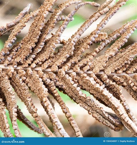 Dry Fern Leaf with Spores Closeup View Stock Image - Image of element, quadratic: 150434007