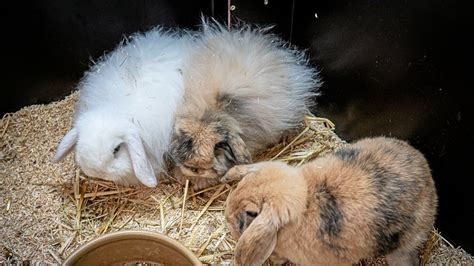 Zurückgelassenes Trio Kaninchen mit Handicap suchen Zuhause