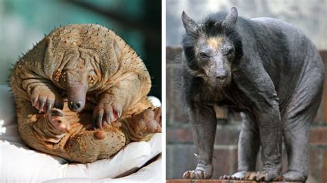 23 Hairless Animals You Won't Recognize. #9 Is Just a Big Pile Of Weird