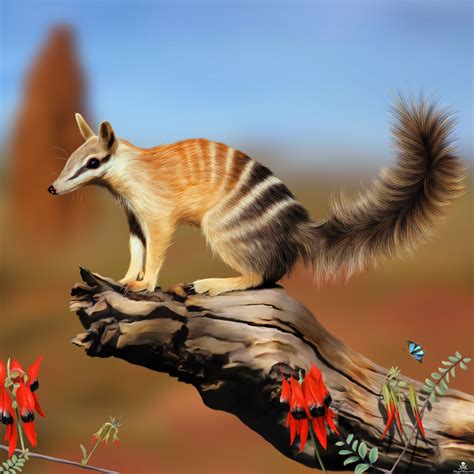 Numbat Photo By Pamelap A Numbat Is A Small Sized Marsupial Found