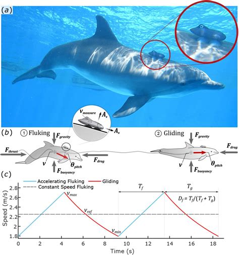 Dolphin Life Cycle Diagram For Kids