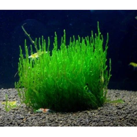 Jual Tanaman Air Aquascape Moss Flame Wabikusa Shopee Indonesia