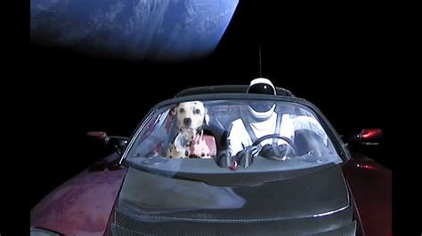 Dalmatian Dog Rides Tesla In Space Elon Musk Spacex Falcon 9 Launch