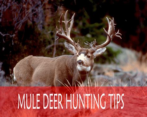 Mule Deer Hunting Tips - Best Scope Guide