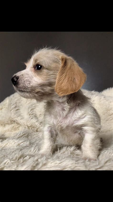 My boyfriend and I are picking up this sweetheart in two weeks! Any