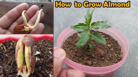 Can You Grow An Almond Tree From An Almond Back Gardener