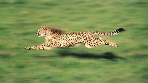 The Fastest Animal On Earth Is Not A Cheetah