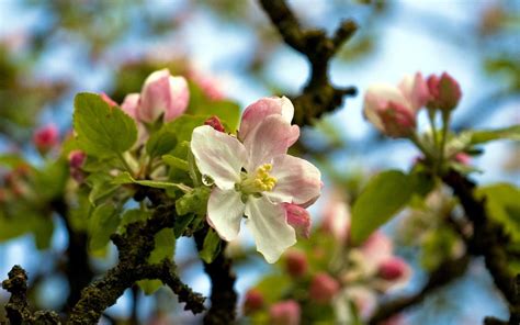 Apple Blossom Tree Wallpapers Top Free Apple Blossom Tree Backgrounds Wallpaperaccess