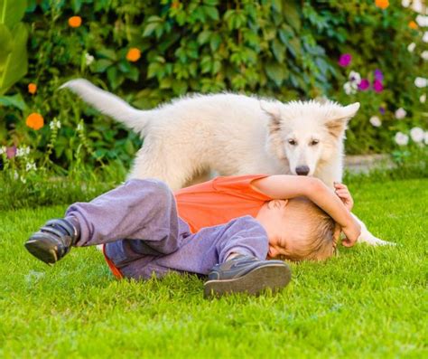 Morsures De Chien Pourquoi Un Chien Mord Il Et Comment L Viter