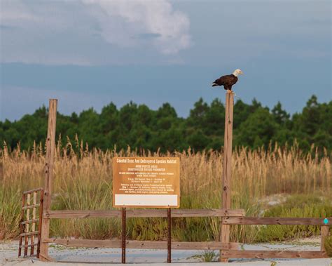 Bald Eagle at Endangered Species Habitat | Shutterbug