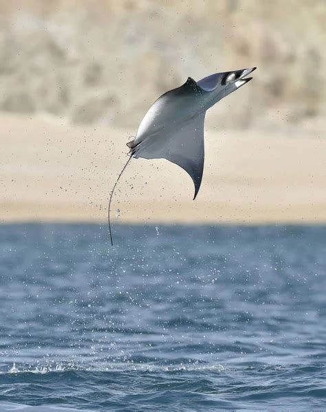 Mobula ray jumping out of water — Stock Photo © SURZet #145115799