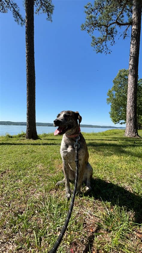 Mountain Cur Dogs