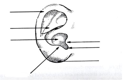 Outer Ear Diagram Diagram | Quizlet