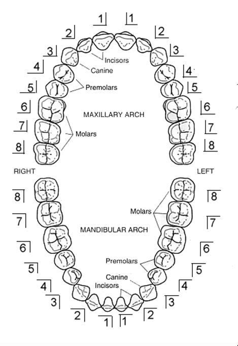 Numerazione Dentale O Come Si Numerano I Denti Artofit