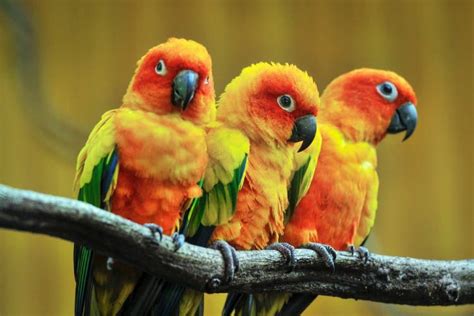 Hoy es el día mundial de las aves | Diario de Morelos - Noticias 